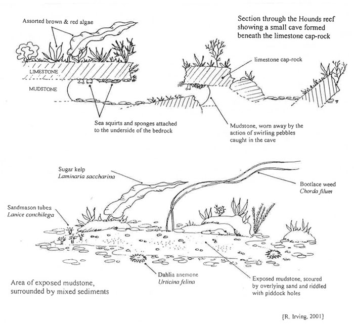 Diagrammatic representation of site