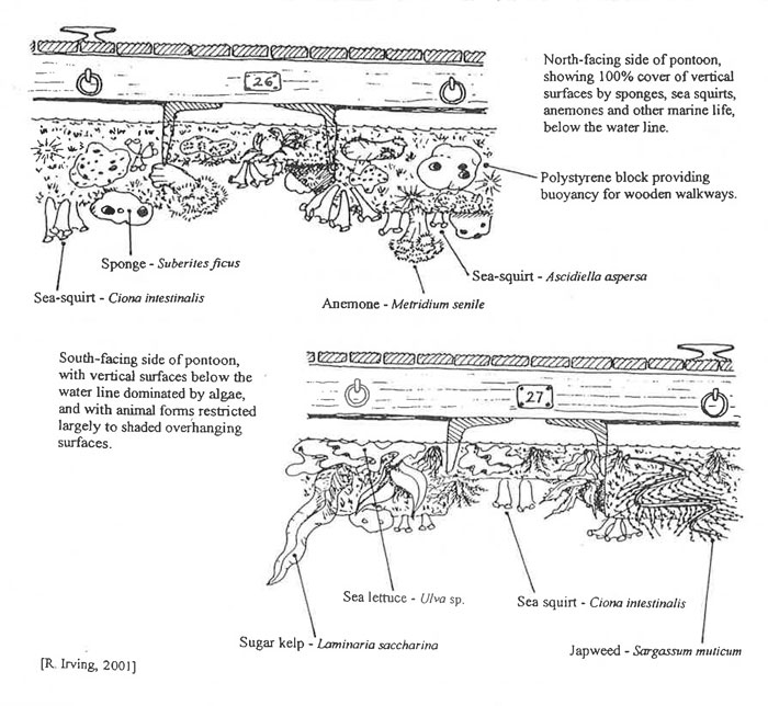 Diagrammatic representation of site