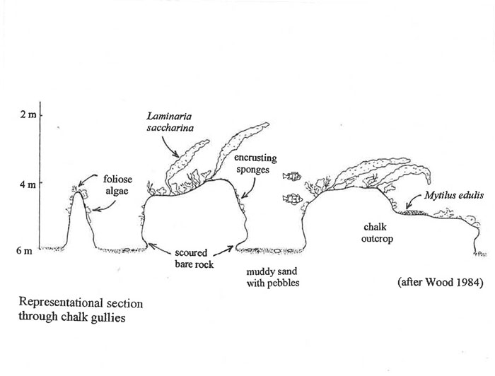 Diagrammatic representation of site