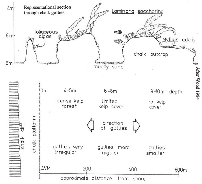 Diagrammatic representation of site