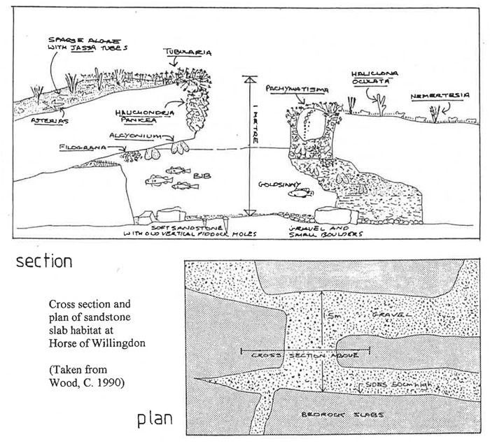 Diagrammatic representation of site