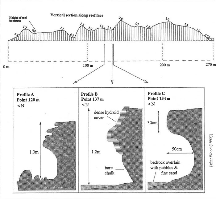 Diagrammatic representation of site